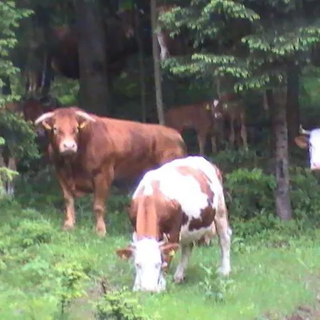 Turisticna Kmetija Pr Mark * Idrija